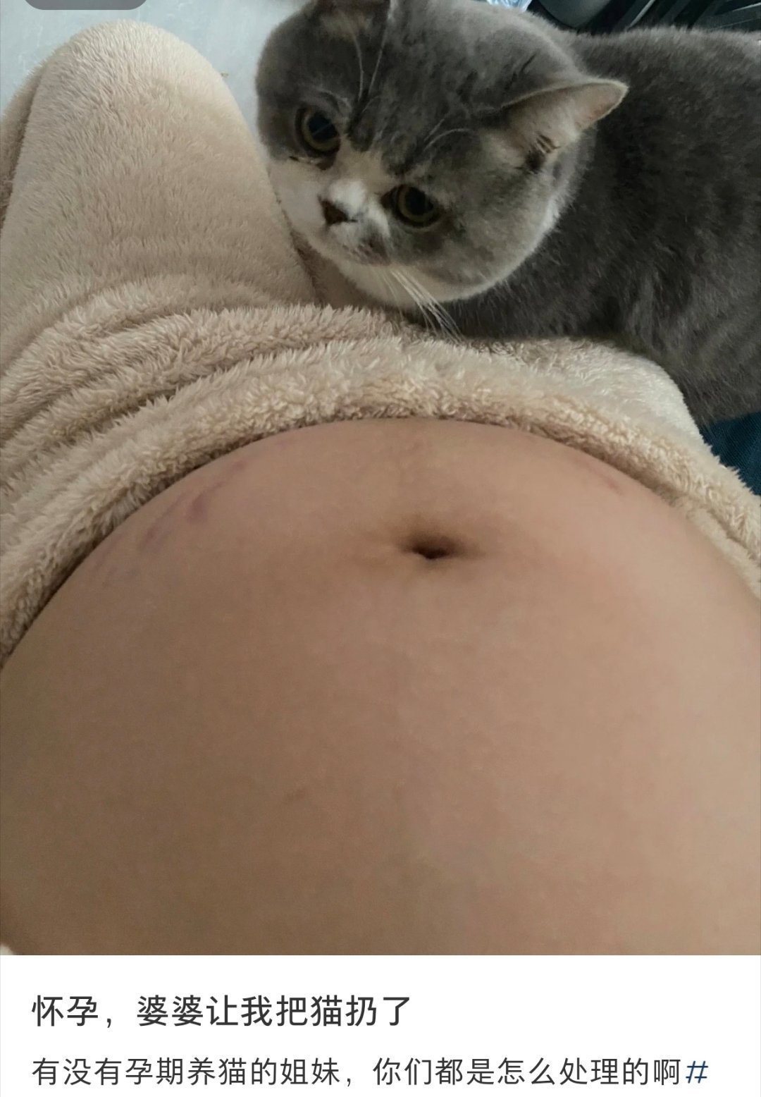 怀孕婆婆让我把猫扔了  怀孕婆婆让我把猫扔了 