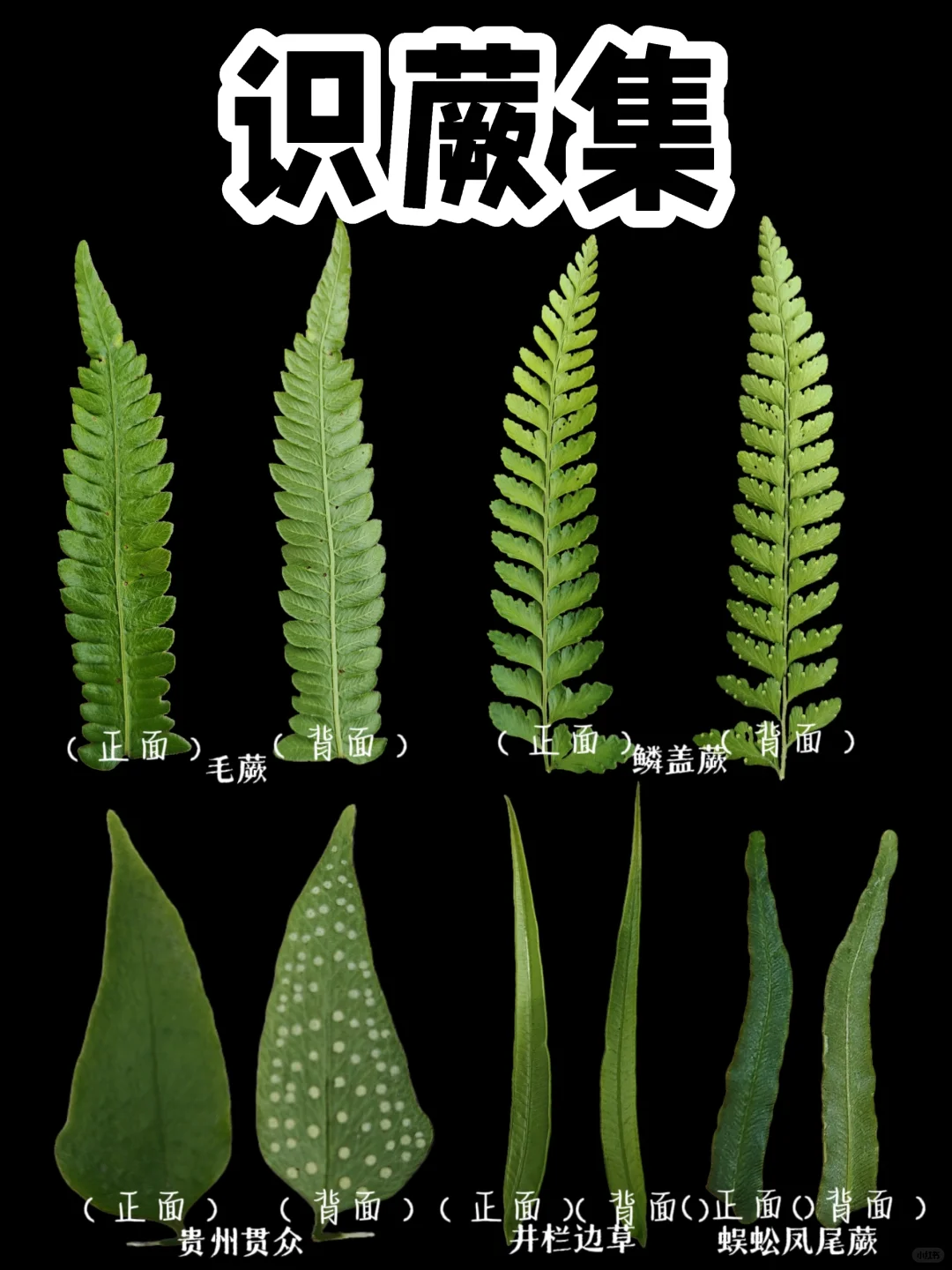 【识蕨集】蕨蕨子，可以清楚的看出区别啦