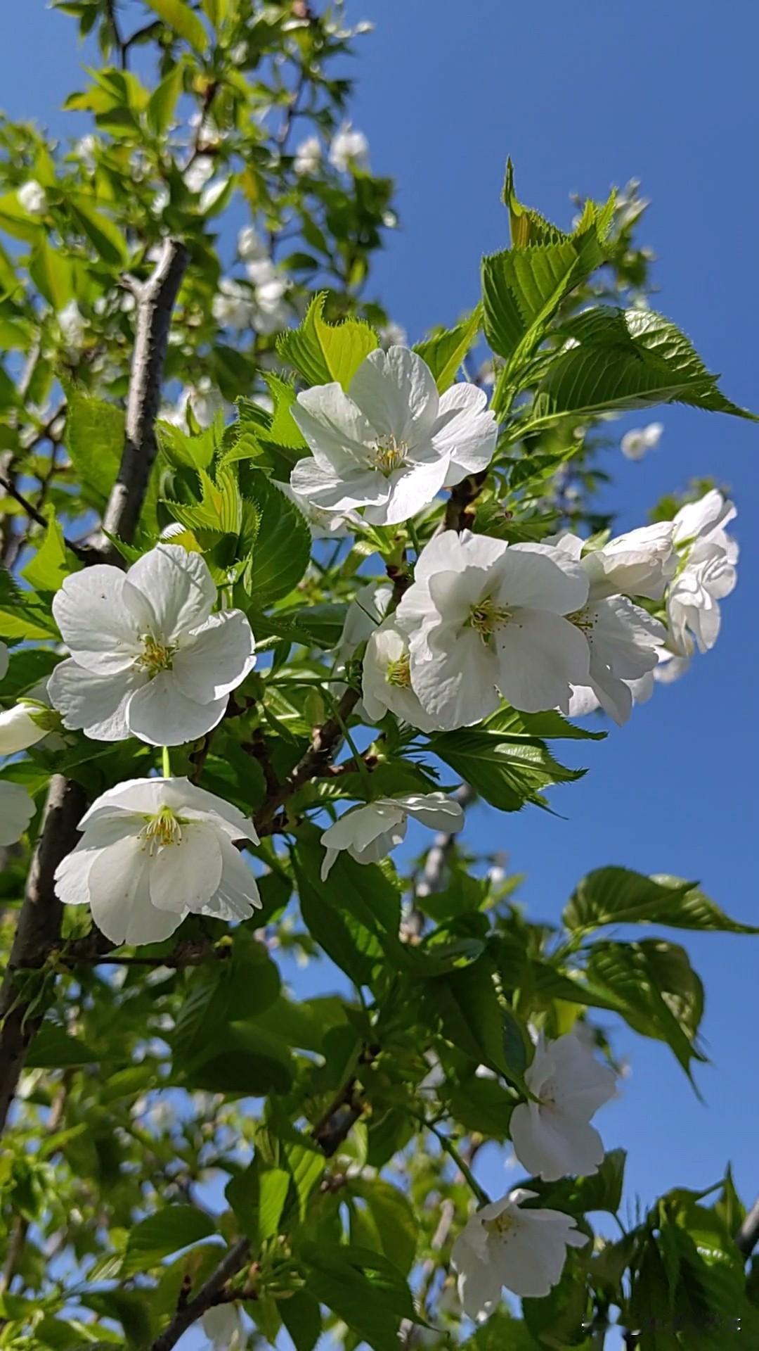 晒图笔记大赛白色樱花，比较少见。