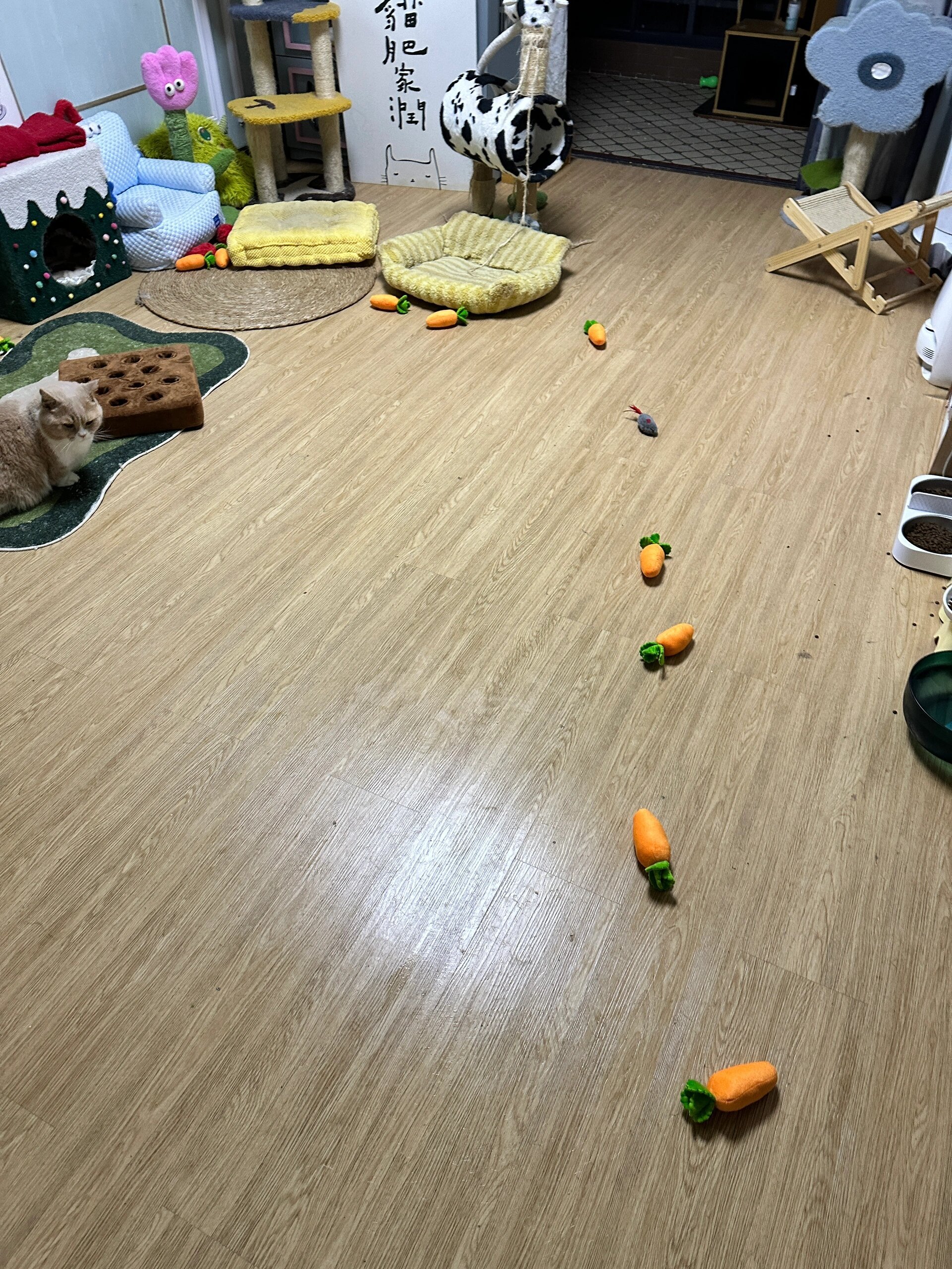 发现小猫会给玩具排队好可爱啊 ​​​