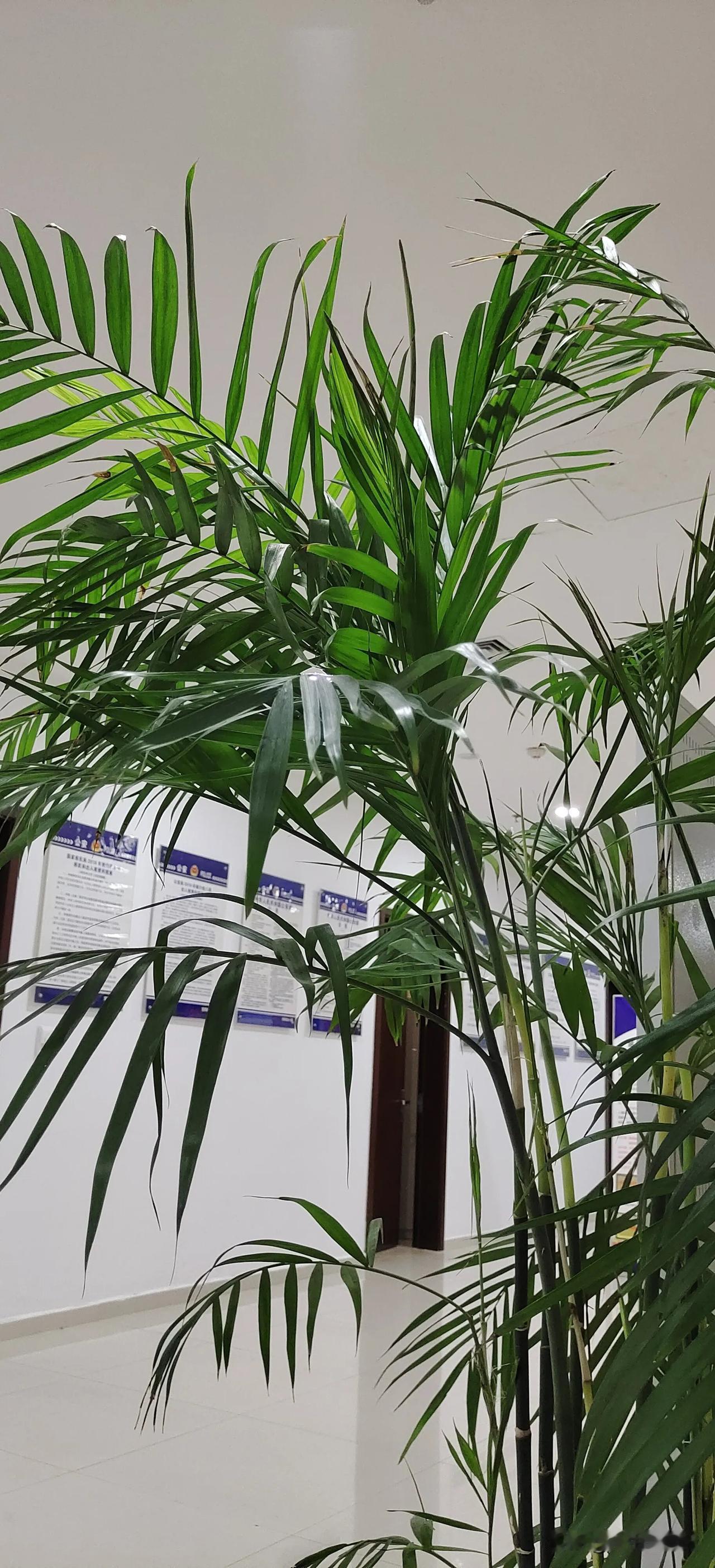 我在办理出国护照
#护照我一个# #关于签证那件事# 
以前和同事相约办护照，因