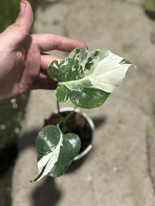 水墨画熔岩短白，长到心坎里的一颗小家伙
