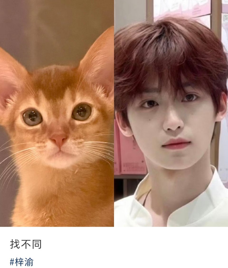 我去！这张是我见过和小十一最像的！神态都一样！ 