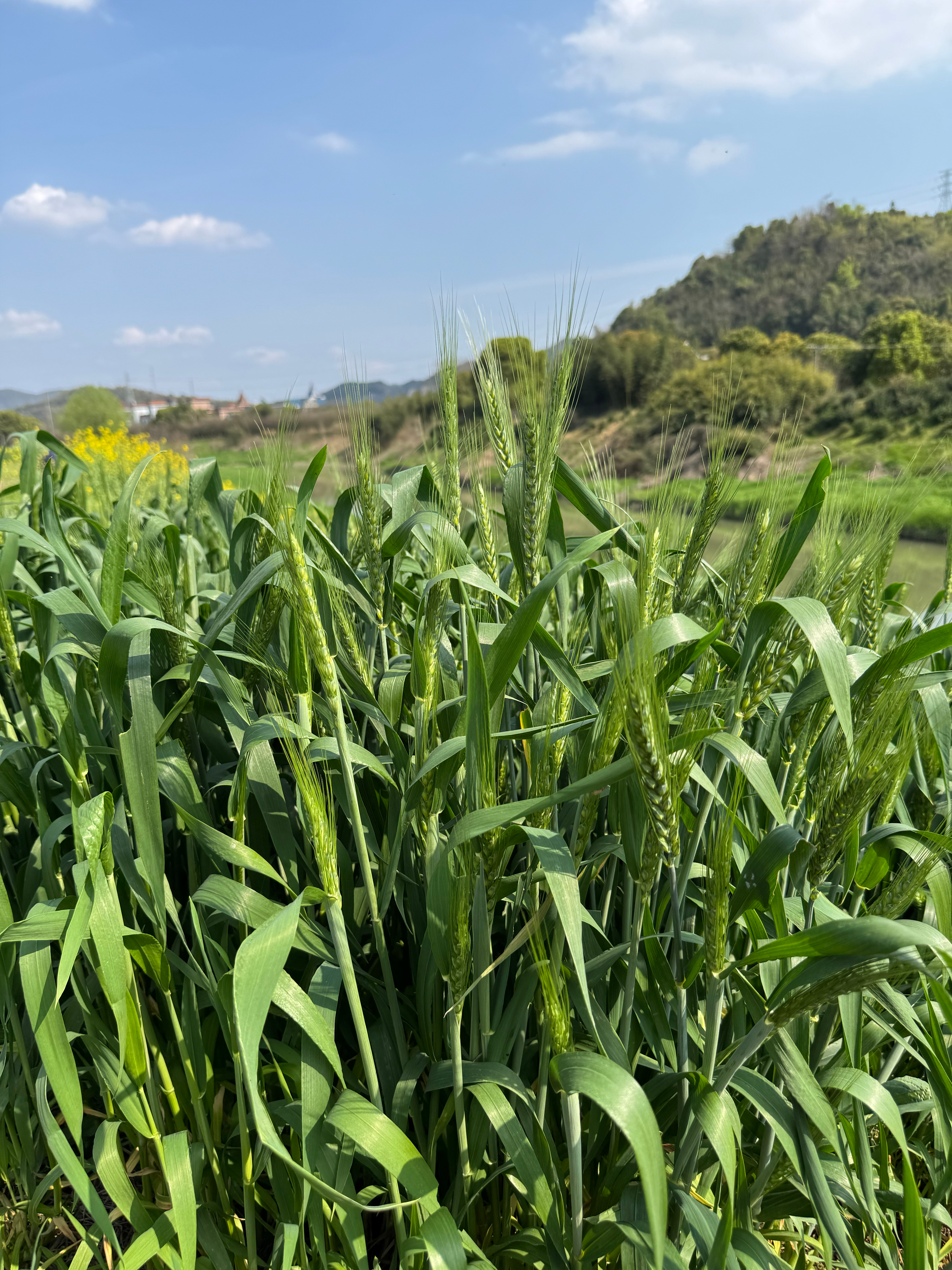 浙江农村随手拍📷谁不爱江南？寻美诸暨寻美绍兴给生活加点flow 诸暨·三环村