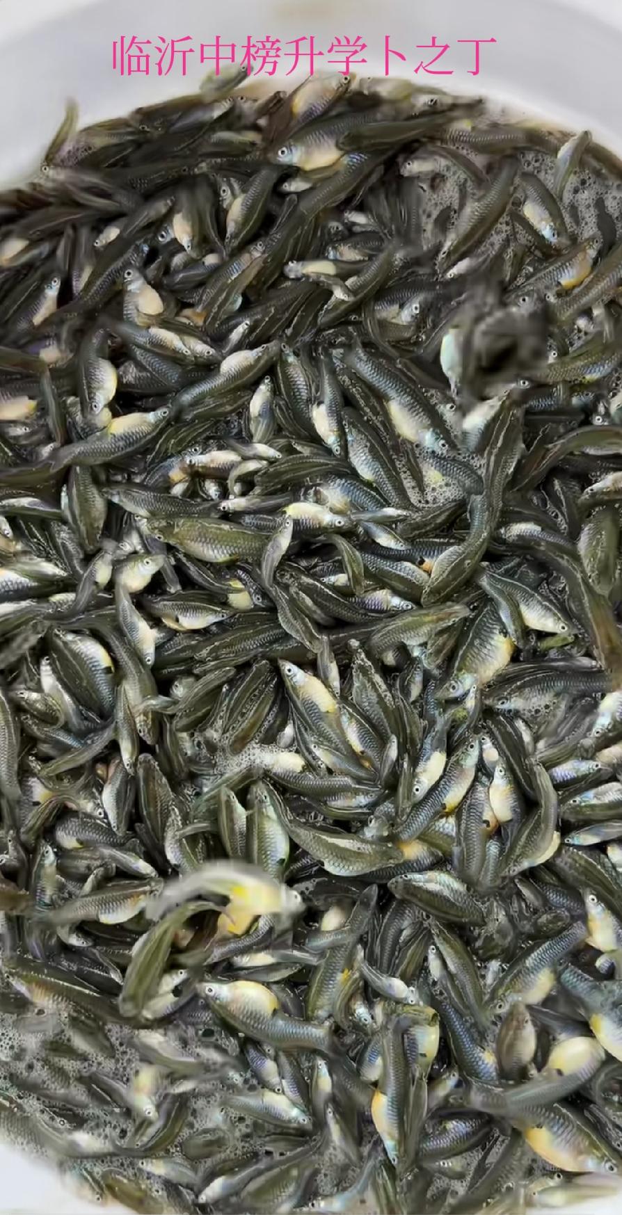 你见过这种小鱼吗？以前临沂很多，个头小，肚子大，屎多，出水后就死，当地没人喜欢吃