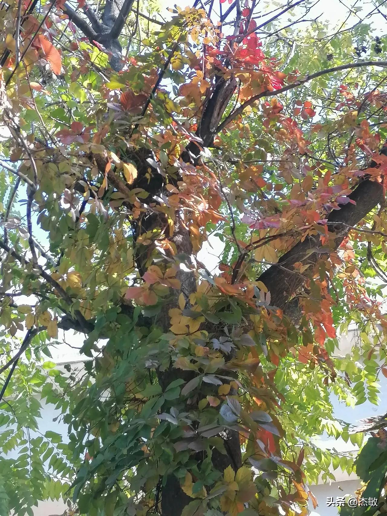 #分享一张你手机里的树# 秋天的美我真的是无法言说。昨日在路边看到这棵树，就随手