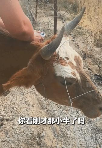 上央视新闻了！新疆阿勒泰，一对开房车旅行的男女路过一片路边草地时，看到一头母牛和
