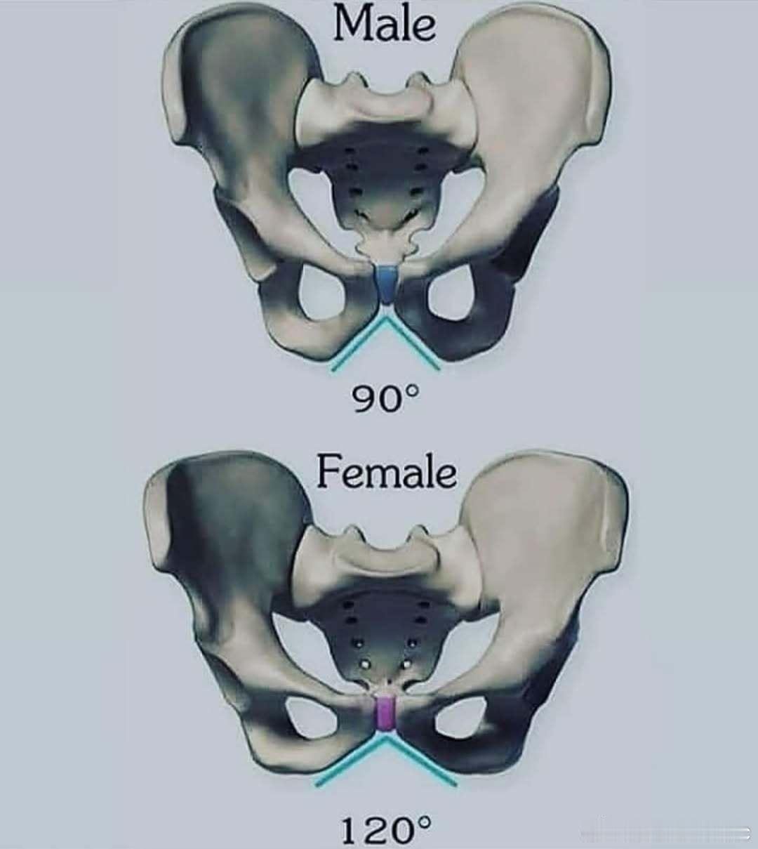 Male pelvis vs female pelvis shape医学生Med