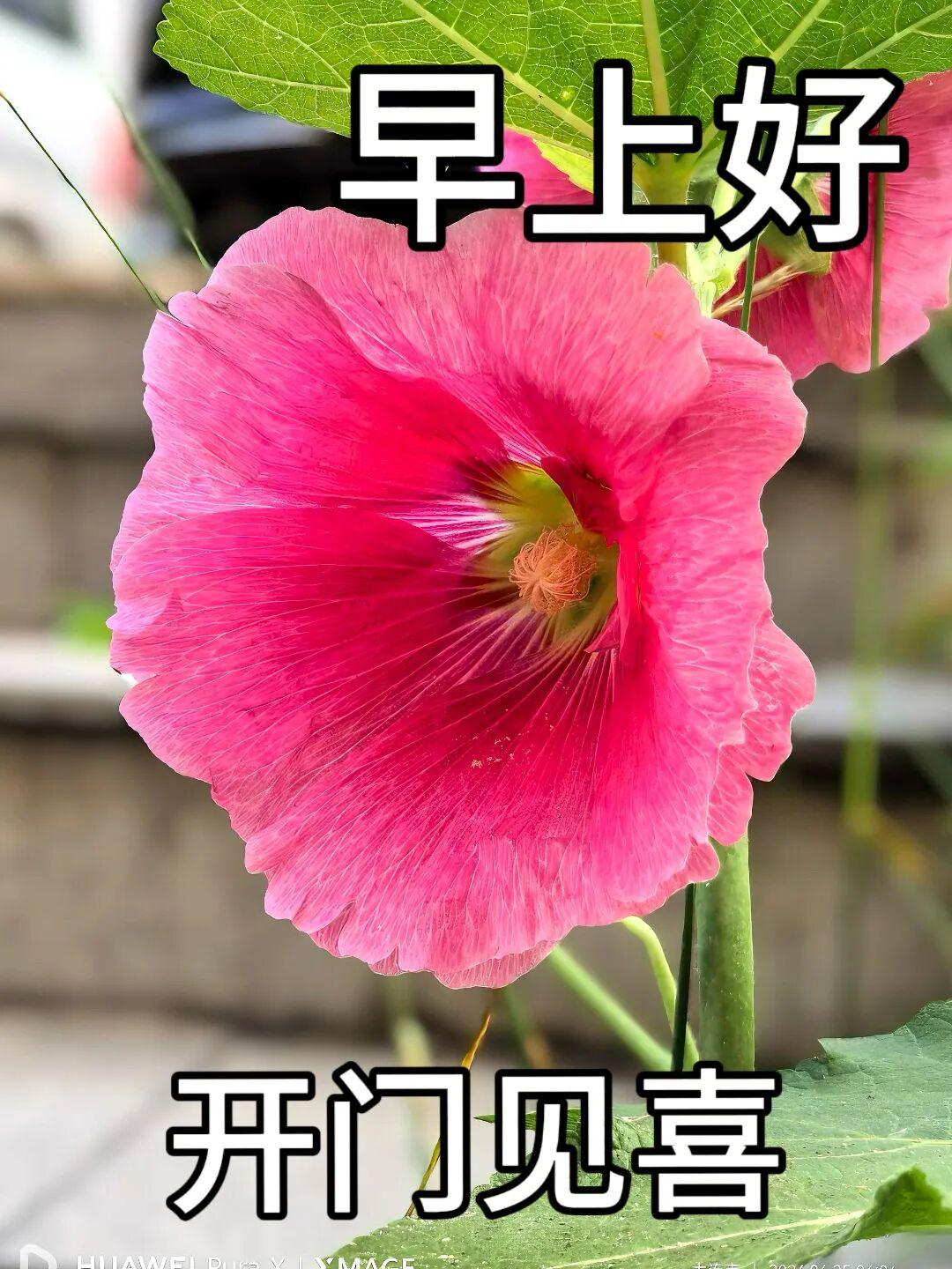 早安。松风吹解带，山月照弹琴。送您一剂夏日的清凉方：静心调呼吸，宽心对得失。愿您