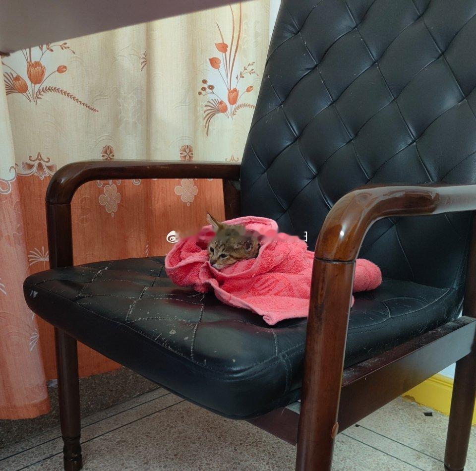 猫咪日常 奶猫的一天有一种冷，叫做我觉得他冷[笑cry][笑cry][笑cry]