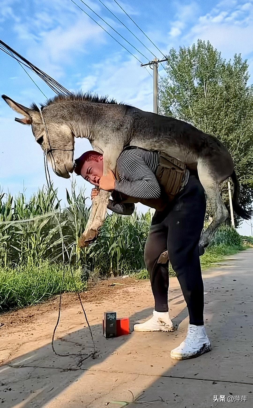 肌肉猛男背起了小毛驴