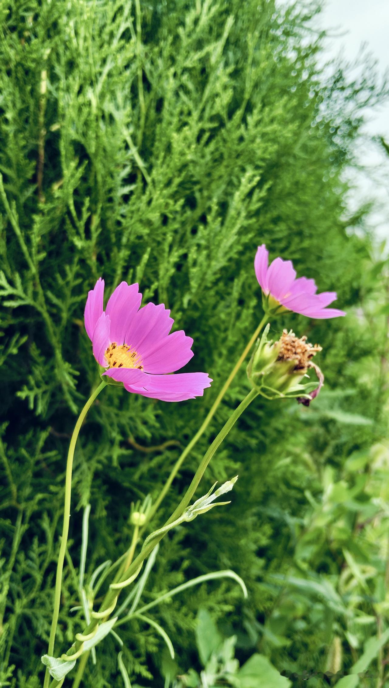 闲来寻幽径，
一路粉红花。
一脸咸咸汗，
滴滴湿衣衫。
