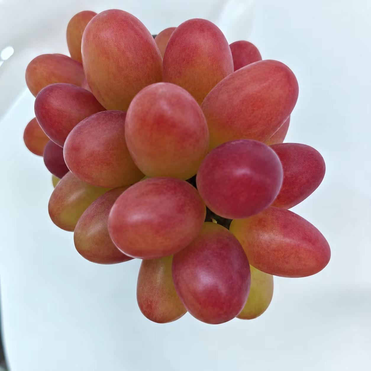 葡萄新品种。大家比较关注的葡萄新品种目前果子的上色情况，有点出乎意料不一样的葡萄