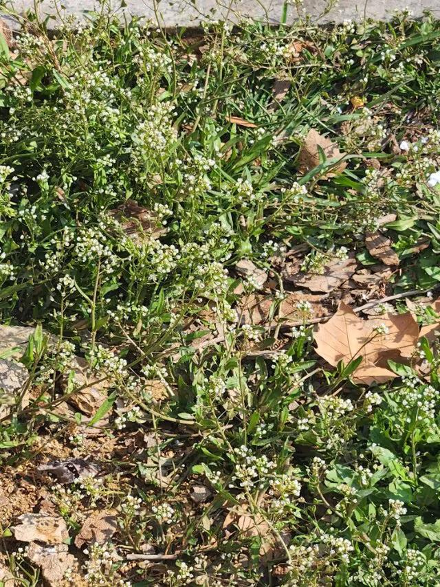 今日3月14日，周六，青岛天气状况，雾霾转小雨。
春天迈着轻盈的步伐走來，世上的