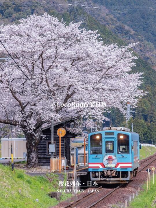 以为京都岚电已经够美了🌸直到我来到...