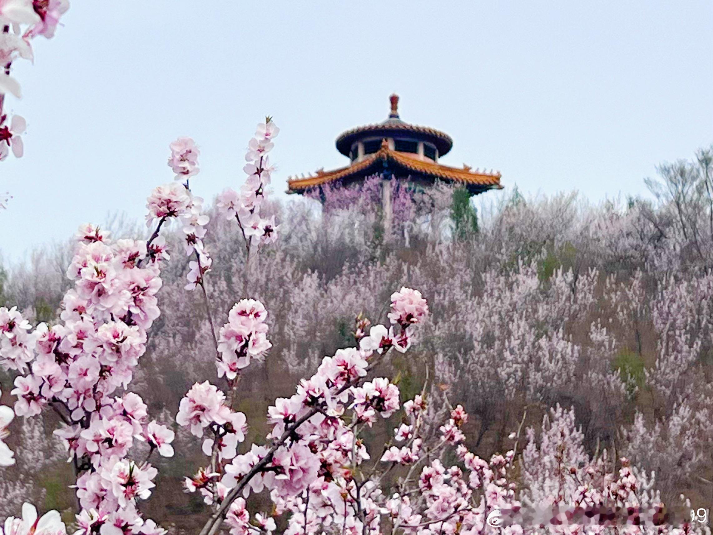 北京门头沟丑儿岭，一路桃花相伴摄影​​​