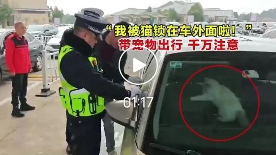 春运名场面！男子返乡下车被猫锁车外，交警神操作救场，网友笑翻
 
春运返乡路上的