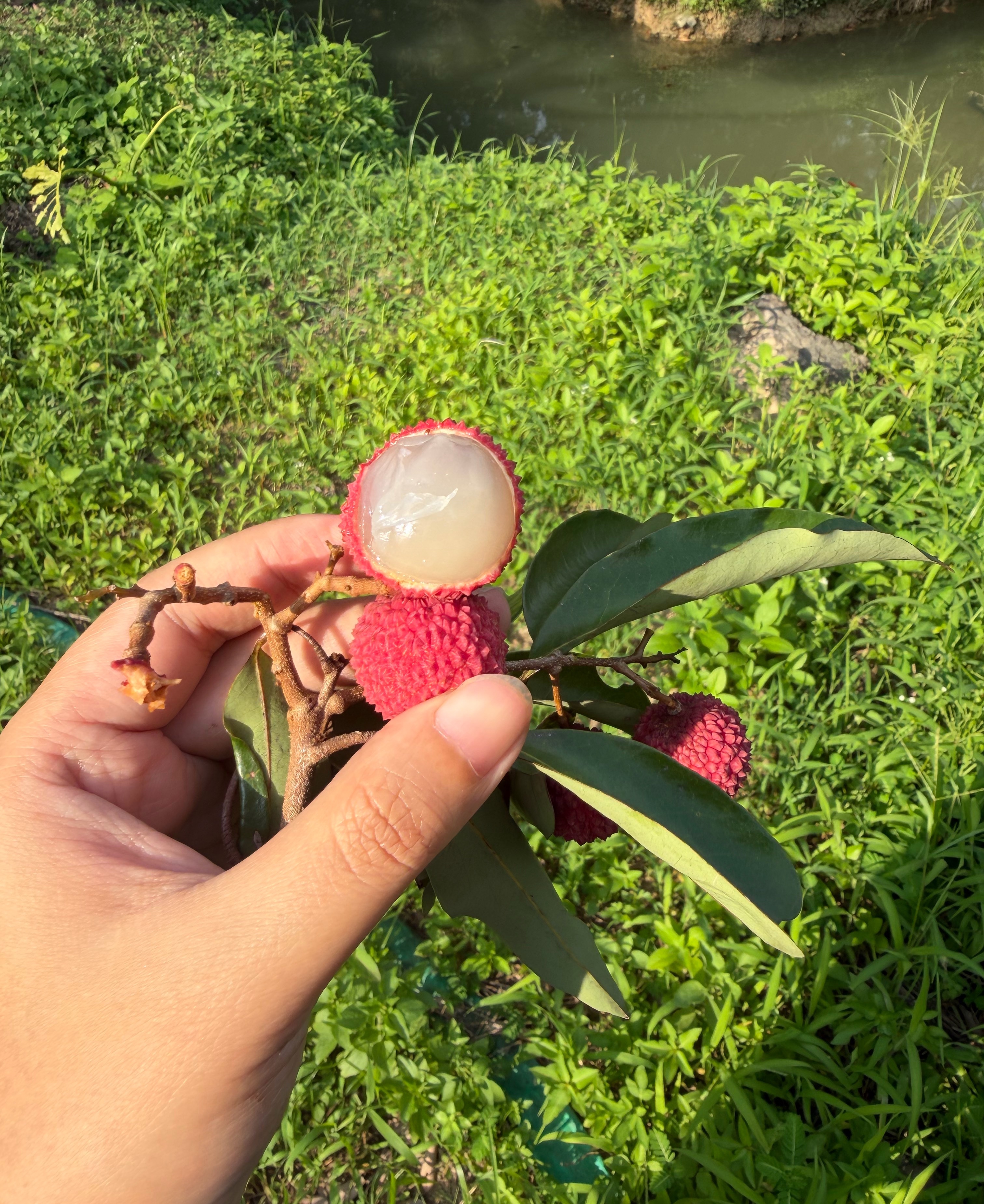 最后一点树顶的桂味摘掉，等来年啦 