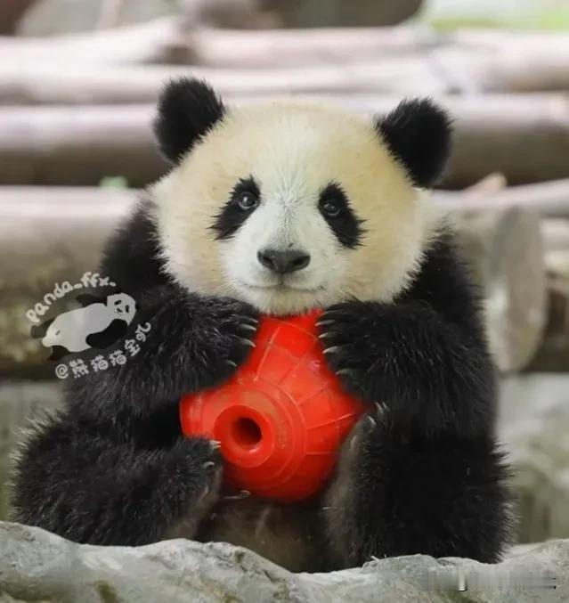 可爱的青思宝宝好喜欢这颗大红球，紧紧地把球抱在怀里，笑容满面，开心极了，模样真可
