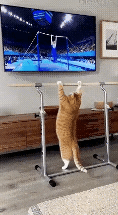 天天这样坚持下去，下届奥运会它可以参加了……🥲