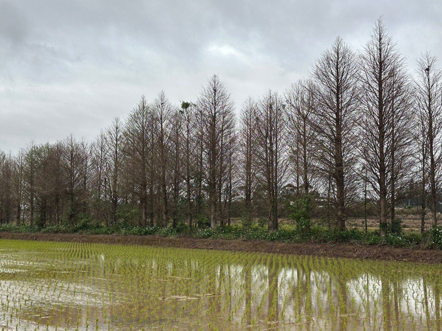 陰陰的天氣，搭上落羽松，也蠻有氛圍的。 