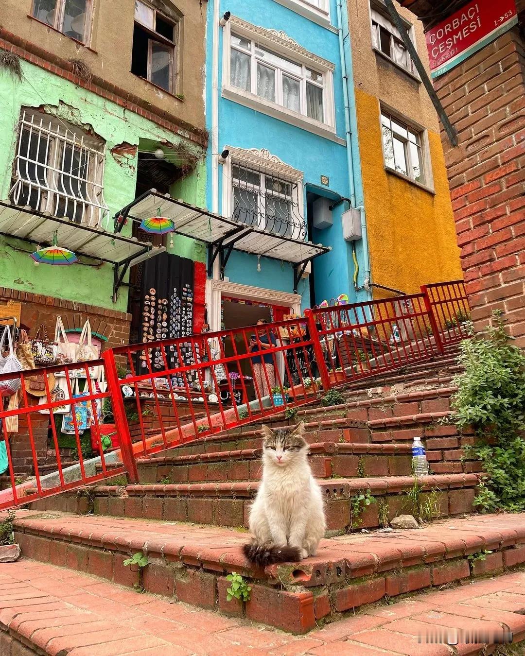 土耳其的伊斯坦布尔，猫咪的天堂。城市的大街上猫咪随处可见，来这个城市的人也经常被