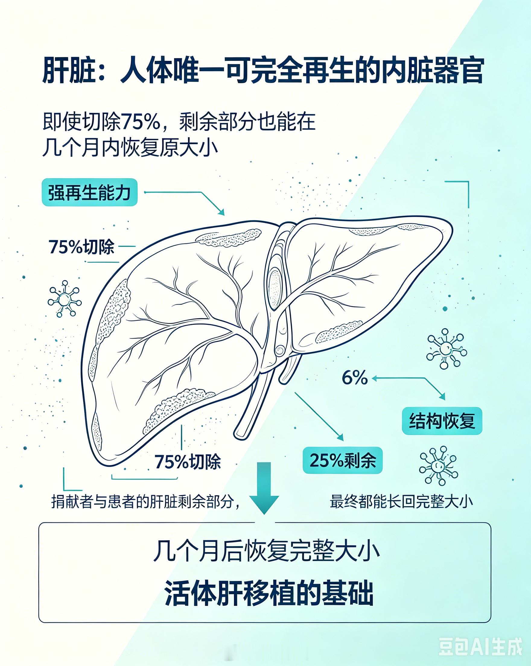 肝脏是人体内唯一可以完全再生的器官，即使被切除75% ，剩余部分也能在几个月内重