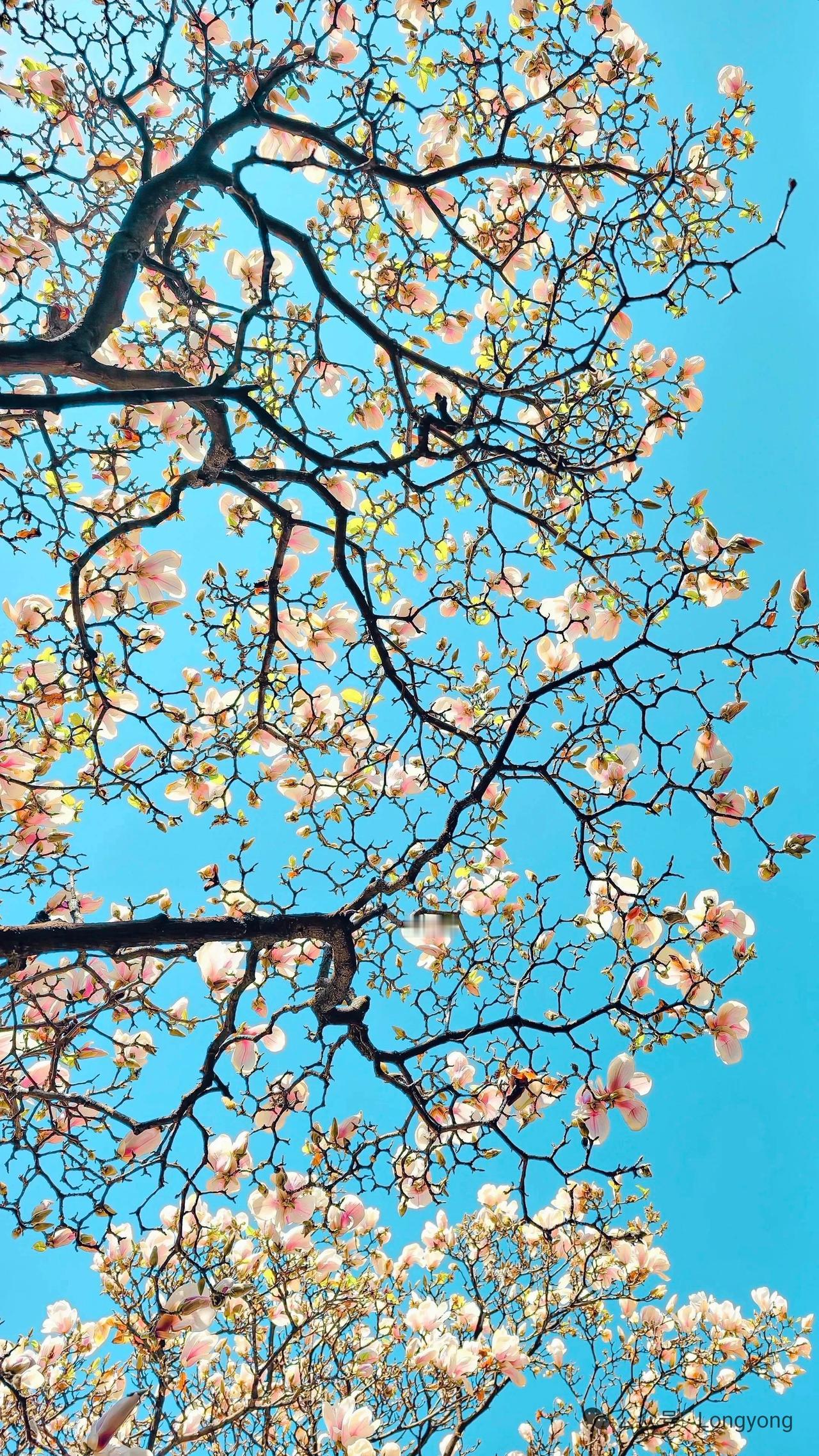 [微风]据说今天许愿特别灵
因为灶王爷亲自帮你“递话”
 
借这份天赐的灵气
为