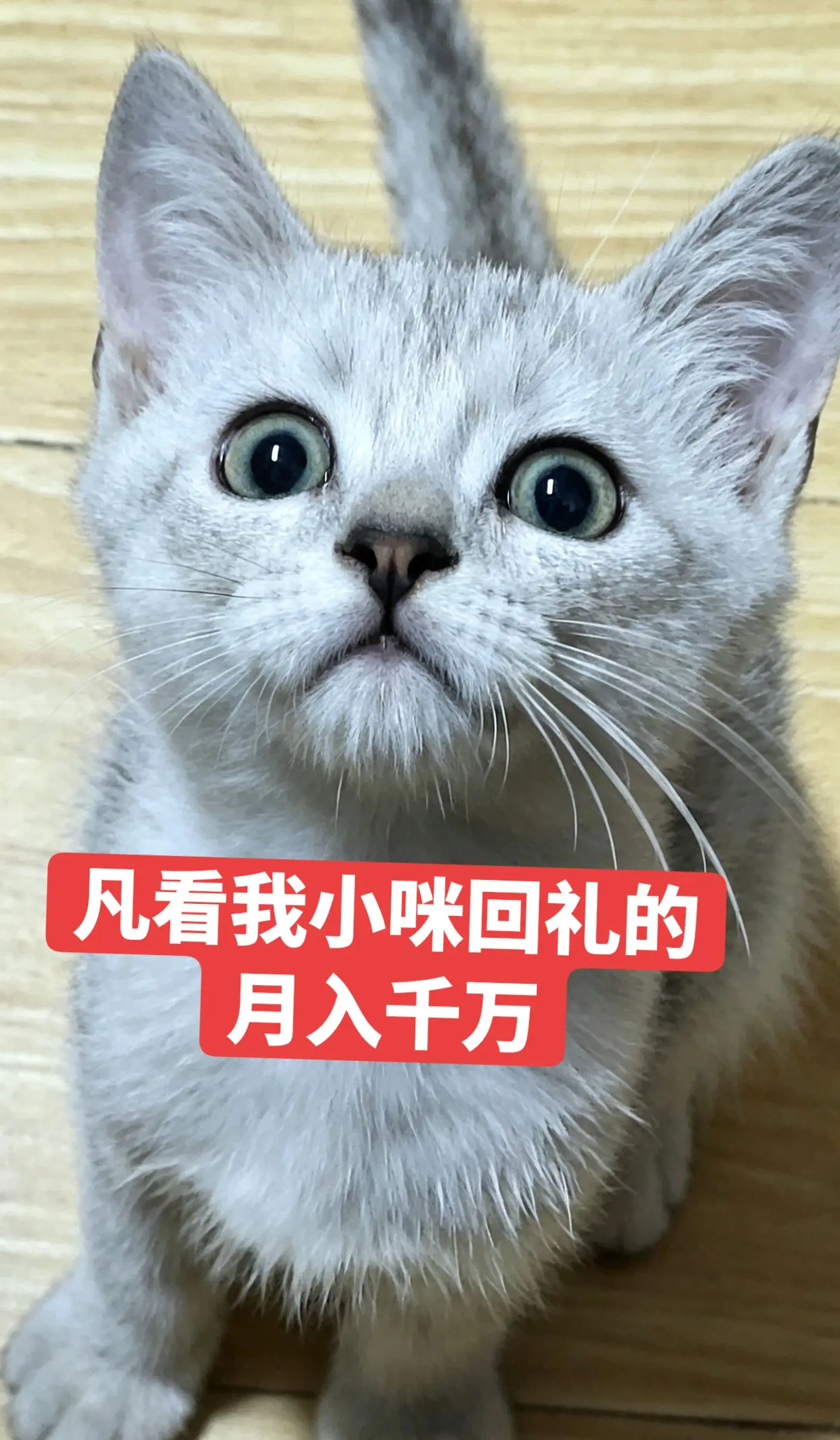 萌猫上线 银渐层 猫咪为什么这么萌 养猫日常碎片 萌猫来袭