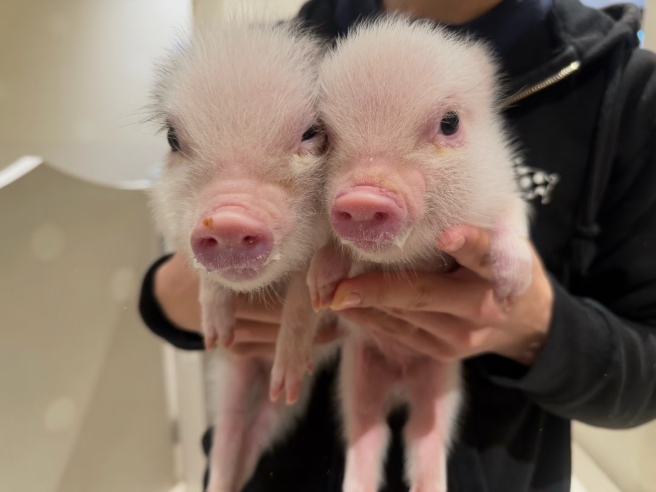 鞠婧祎苏绿夏鞠婧祎万花世界﻿ 小猪被抱起来的时候就会把小🐷蹄萌萌地伸在外面 