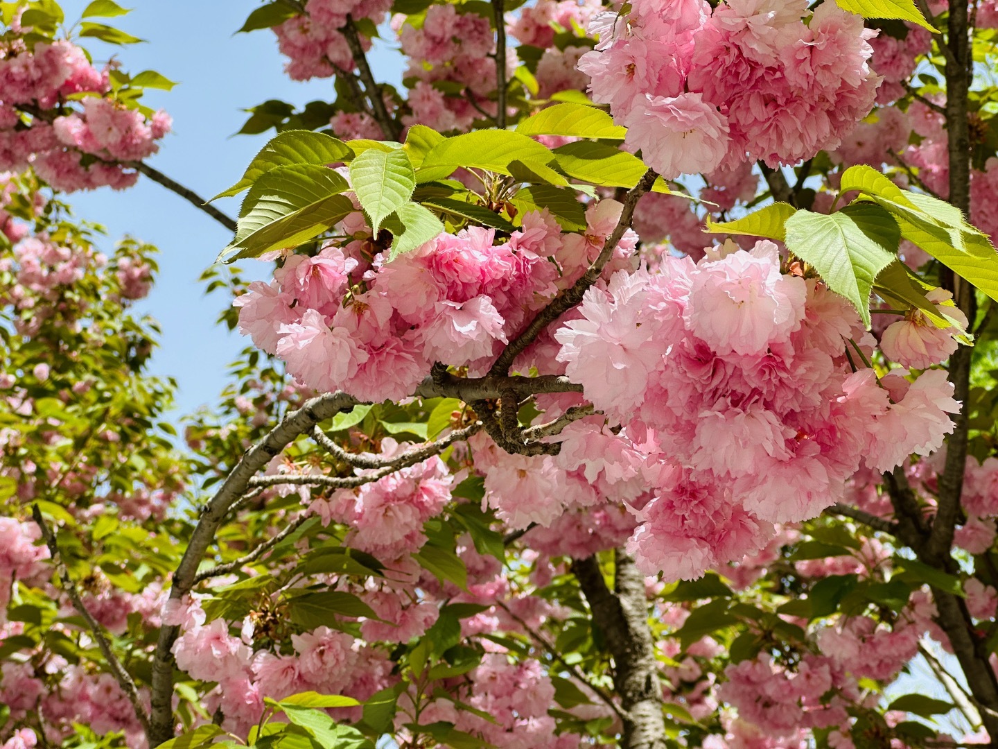 园区的晚樱真好看🌸年纪大了就喜欢拍些花花草草，太可怕了[允悲][允悲][允悲]