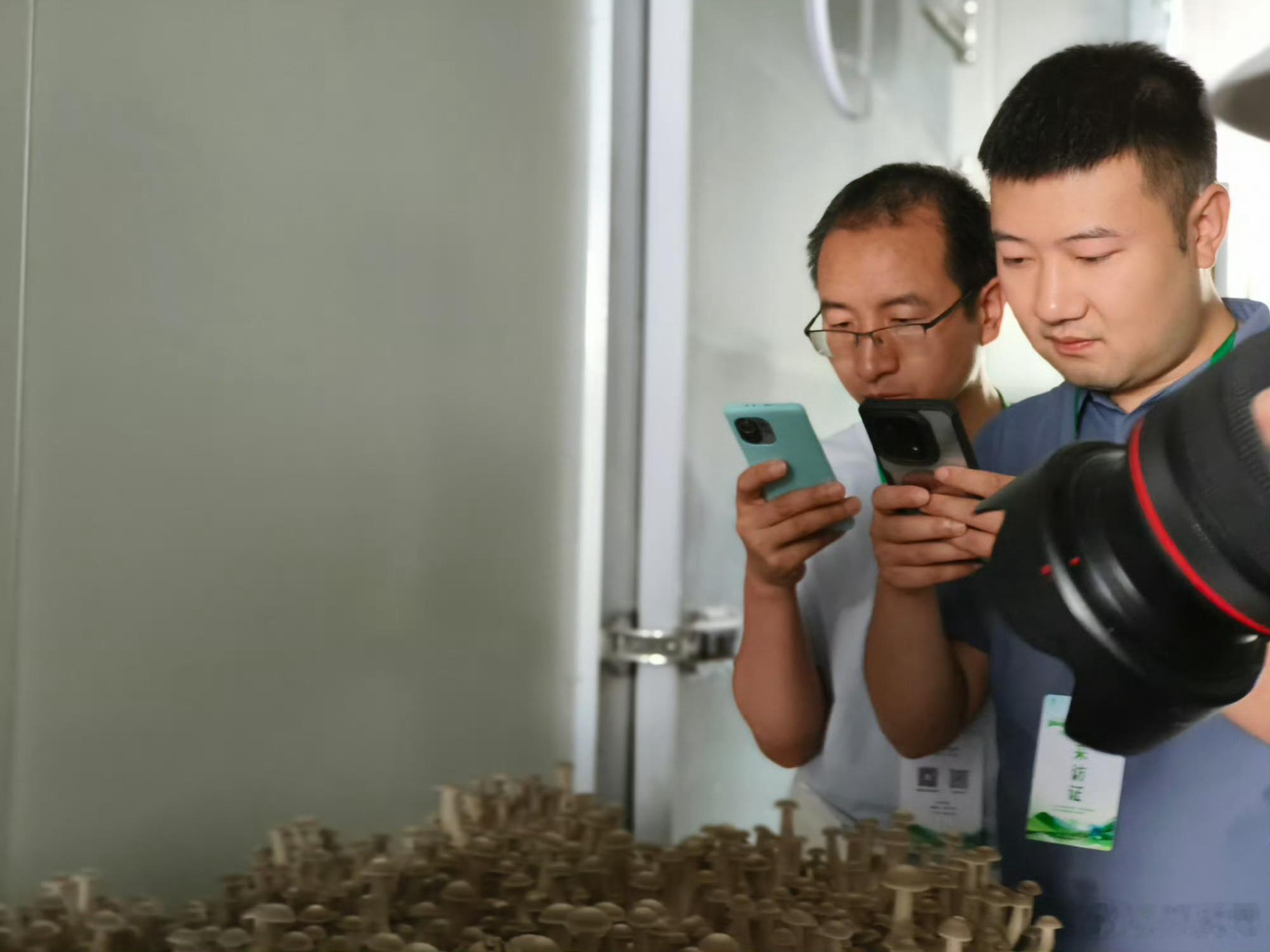 甘肃两当生态兴菌路废弃菌棒的新生之旅在左家乡，废弃菌棒从不被当作垃圾处理。它们与