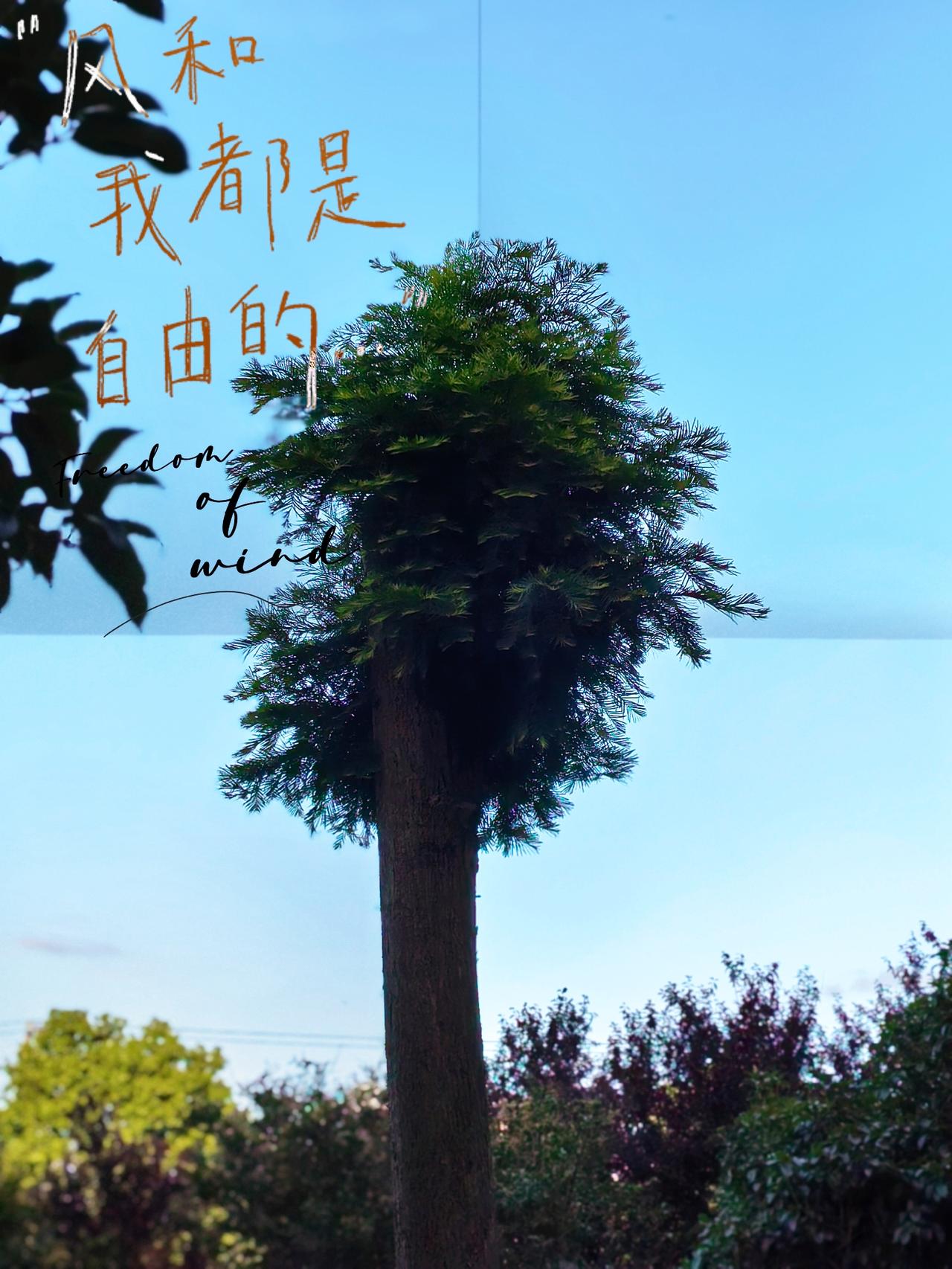 夏天的好，
是藏在
每一阵凉风中的。
风遇夏而至，
而我随遇而安。