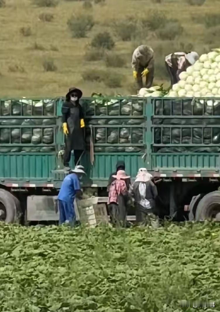 张家口甲醛白菜事件，又曝出了很多细节！
 
官方通报说“情况属实”这四个字，从屏
