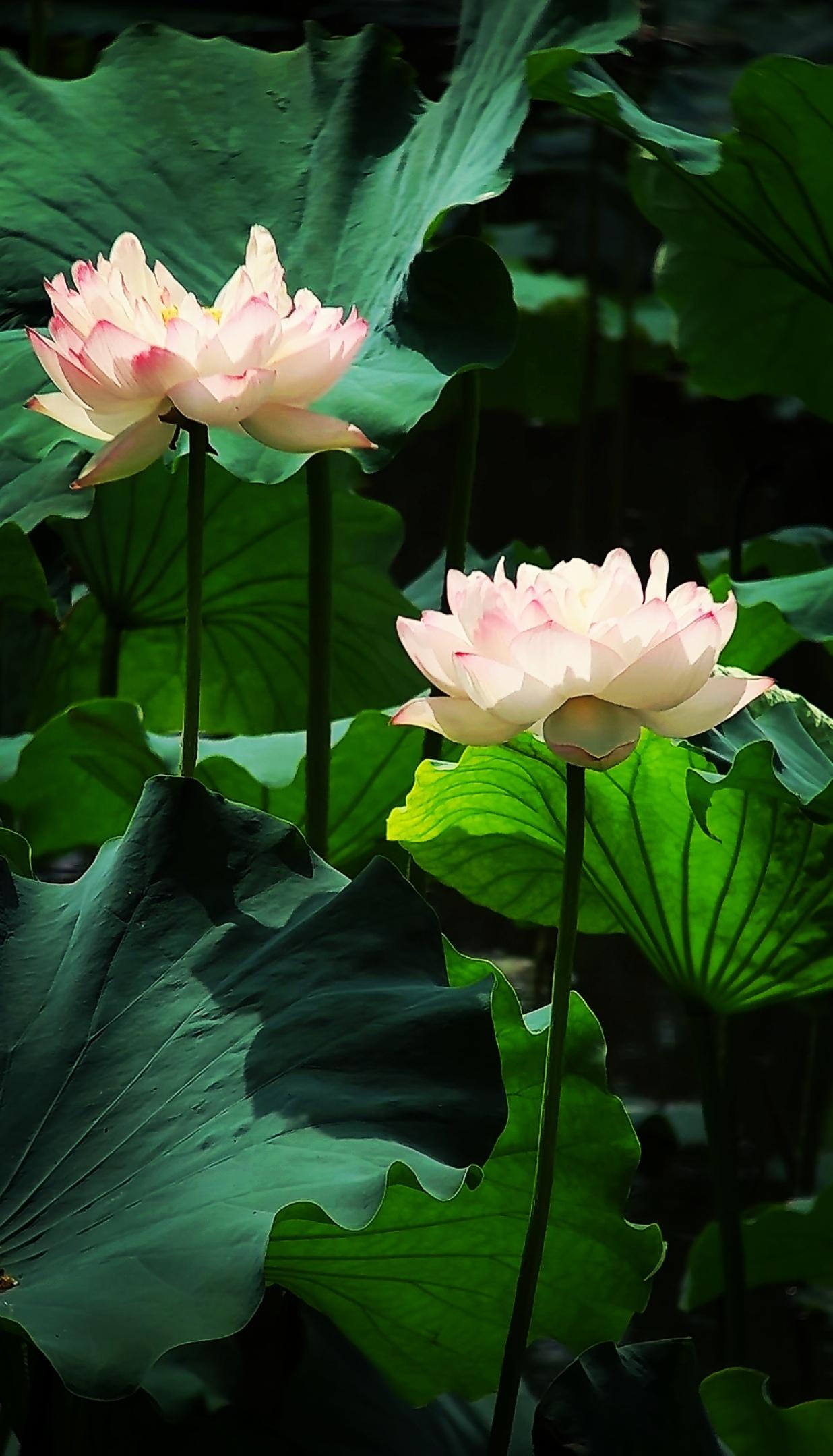 分享你手机拍摄的花朵随手拍～