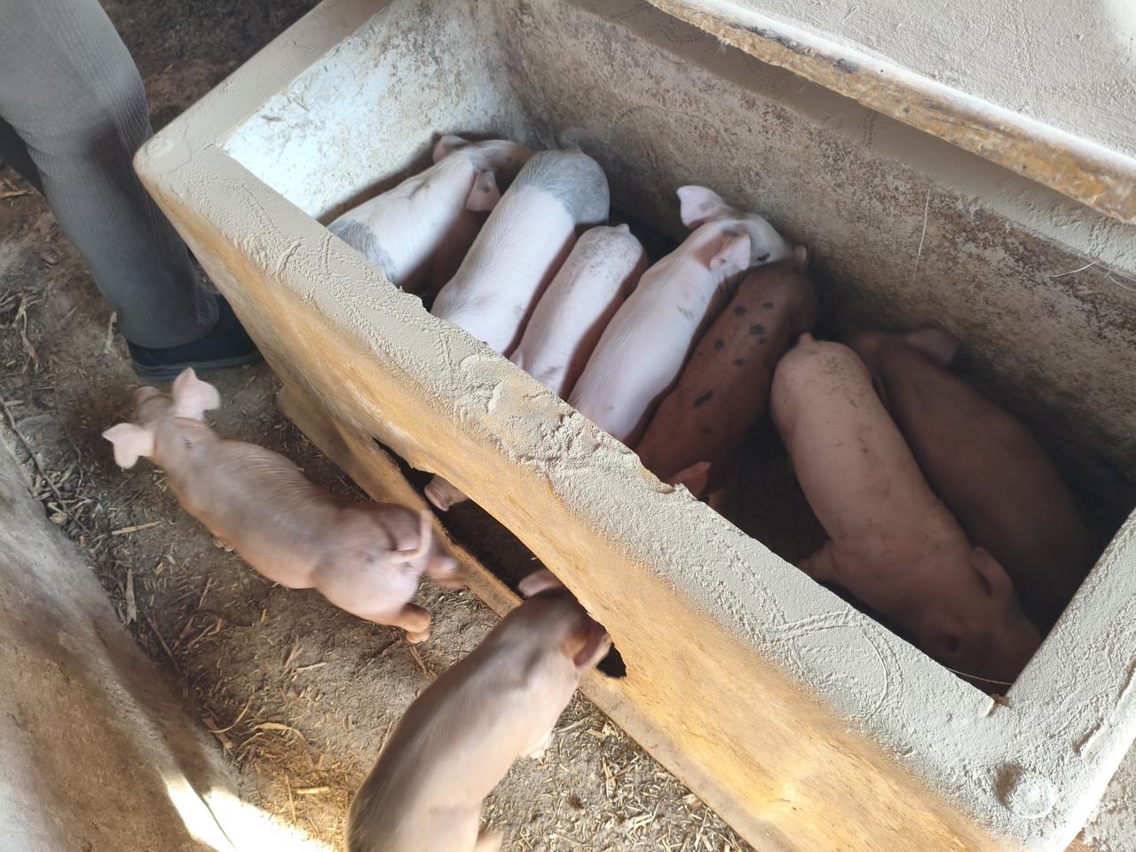 刚才去姐家猪圈看了一圈，大大小小的猪一共有45头，最小的才出生半个月，还在保温箱