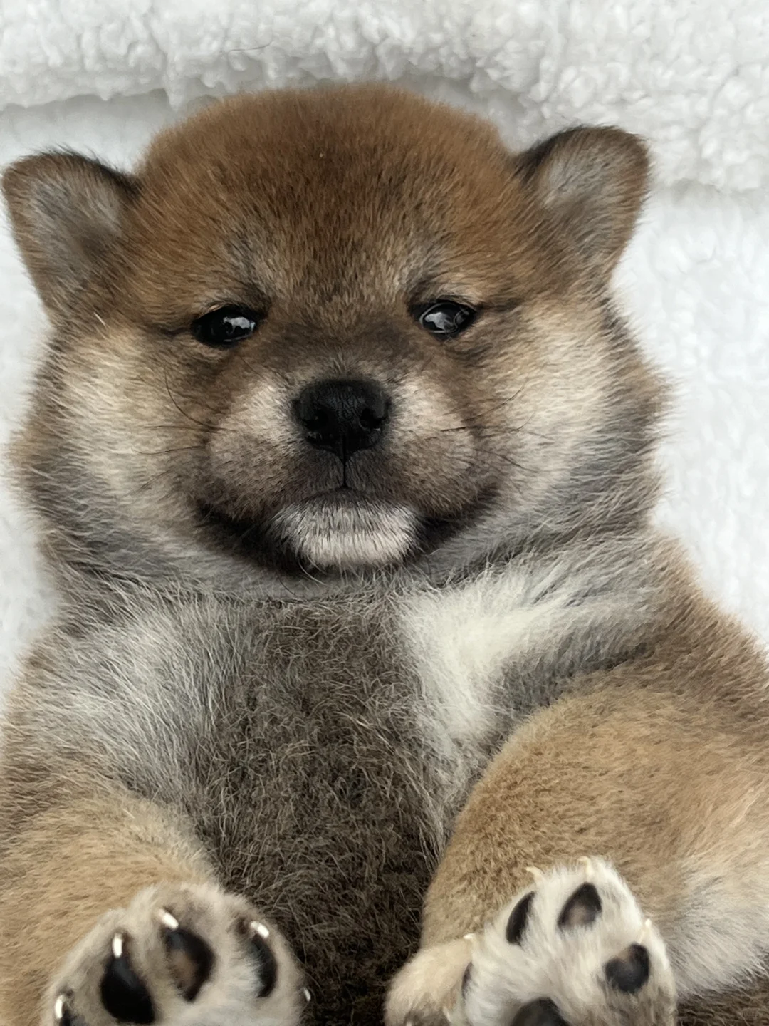 你们对柴犬的好品质都是通过什么来定义的？