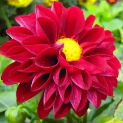 赏花观景：小丽花
诗赞小丽花：
缤纷溢彩映朝霞，
姹紫嫣红韵碧华。
阅尽人间千种