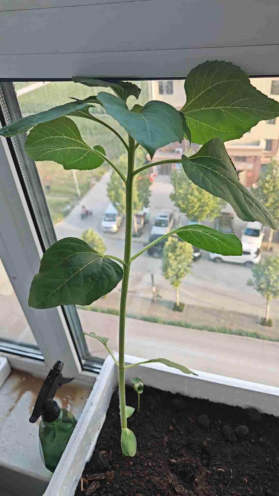 我的今日状态：😁轻松愉快
我这里的天气：☀️晴天
去年无意扔了一把瓜子皮，结果