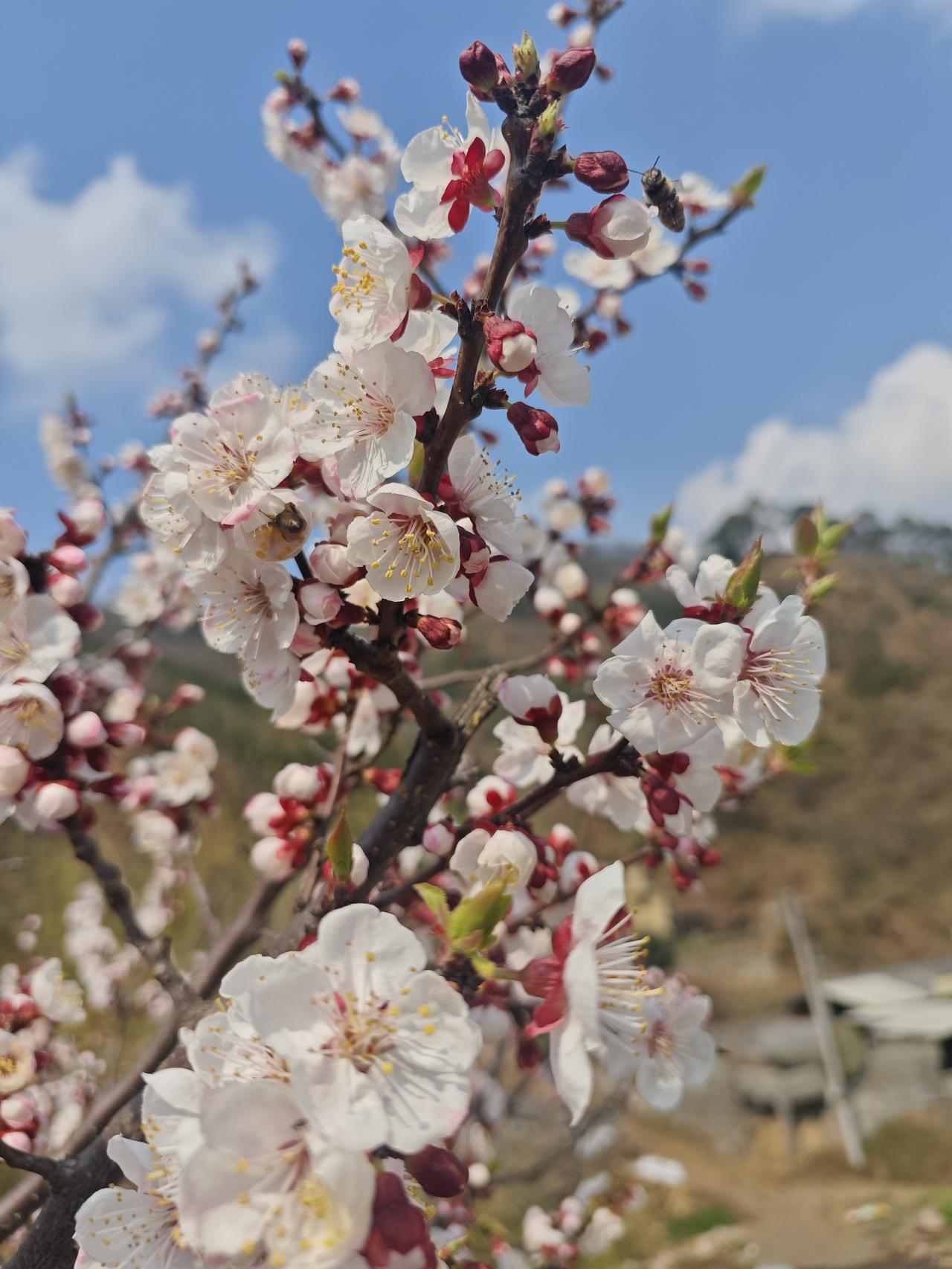 今年的春天来的真早，家里有一棵杏树，开花了。
回昆明的路上，路边很多叫不出名字的