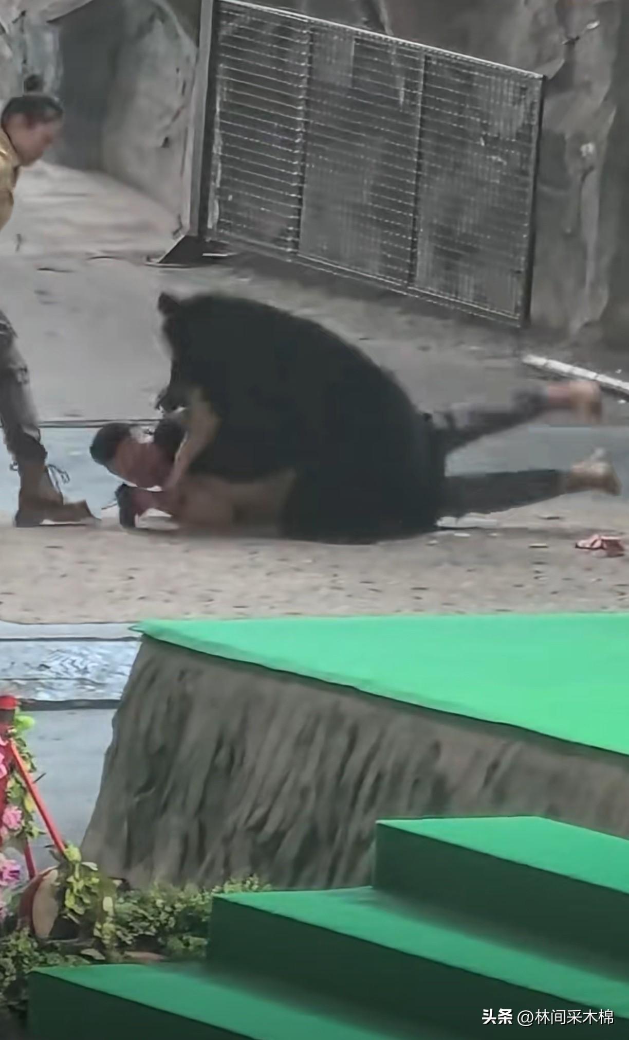 杭州动物园黑熊攻击饲养员，太惊险了！

今天在杭州动物园发生惊险一幕，饲养员带着