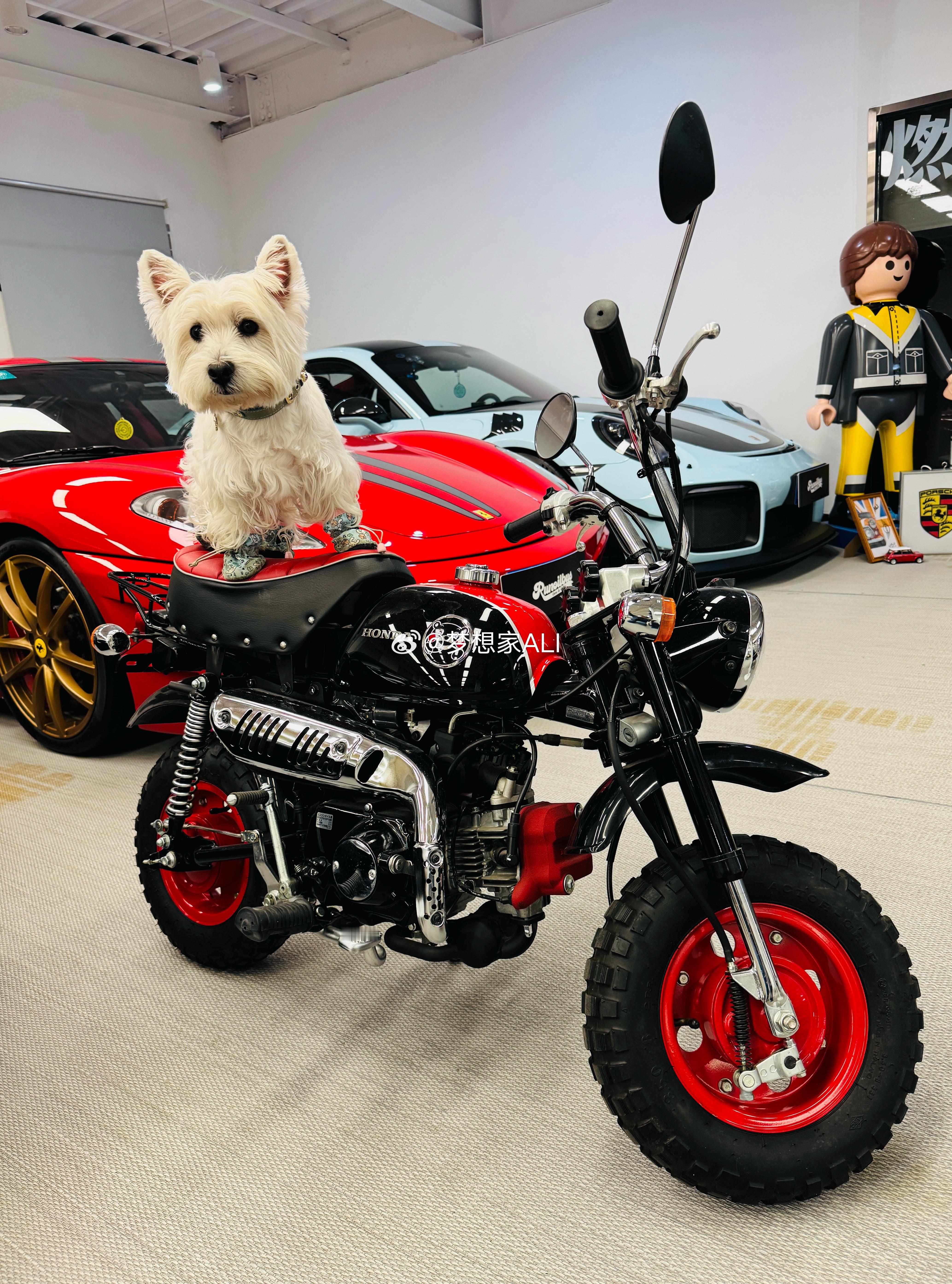 果丹皮自己逛车库呢嘿😄可爱不❓ 