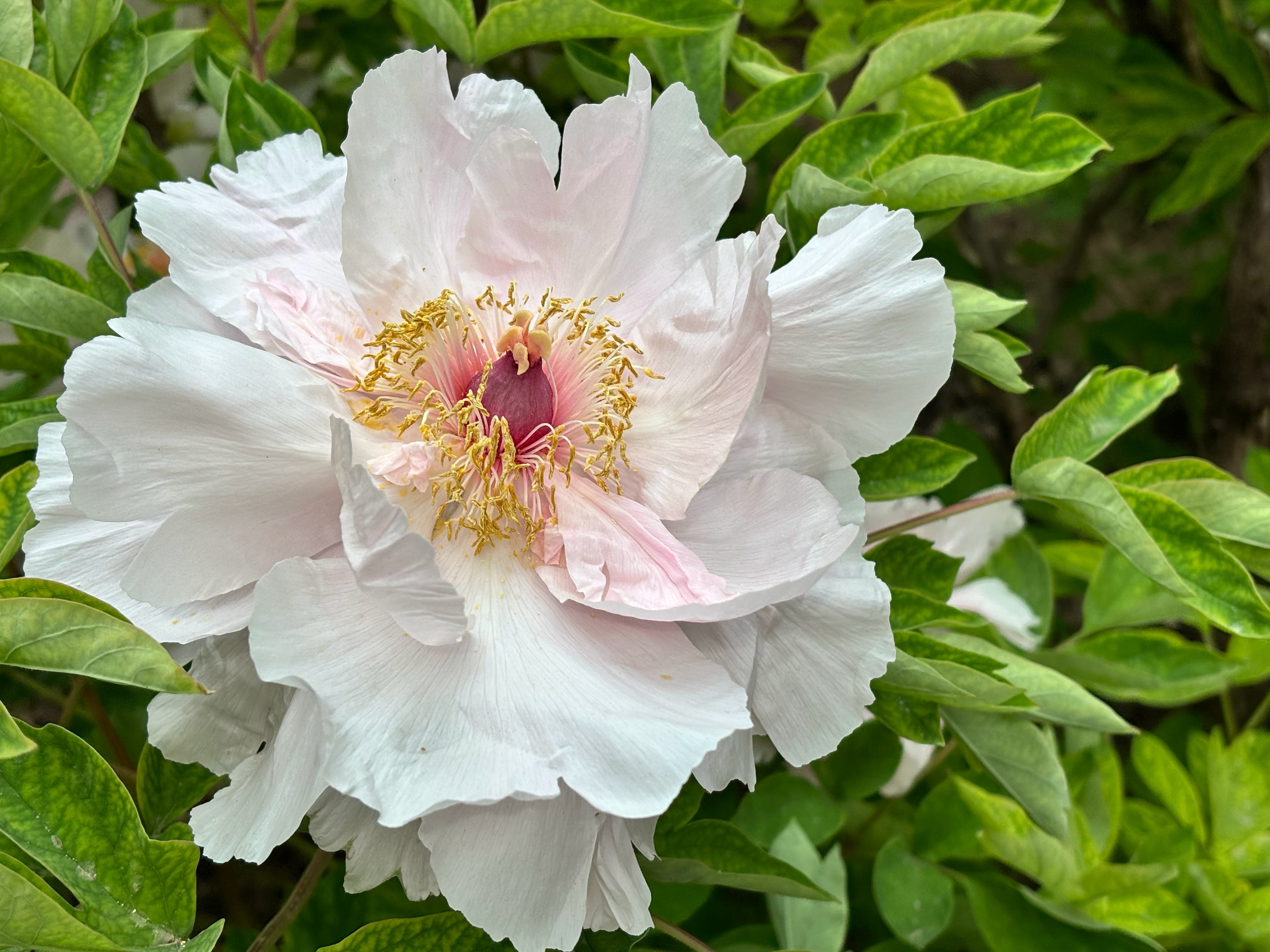 地坛与北川的牡丹。分得清不同吗 绵阳·周家沟