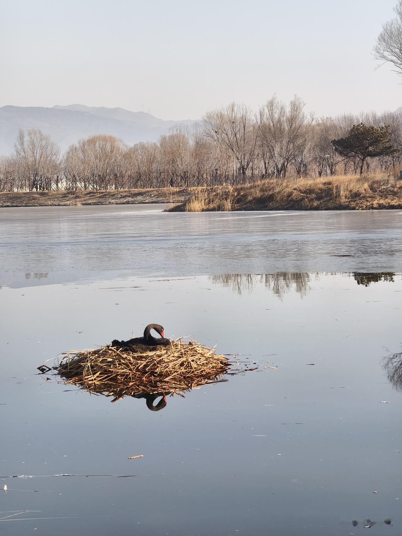 分享一张最近随手拍的照片昌平白浮泉公园随手拍