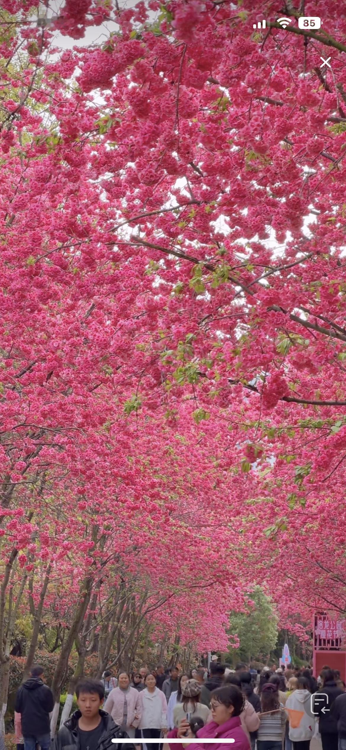 春日生活打卡季太漂亮了