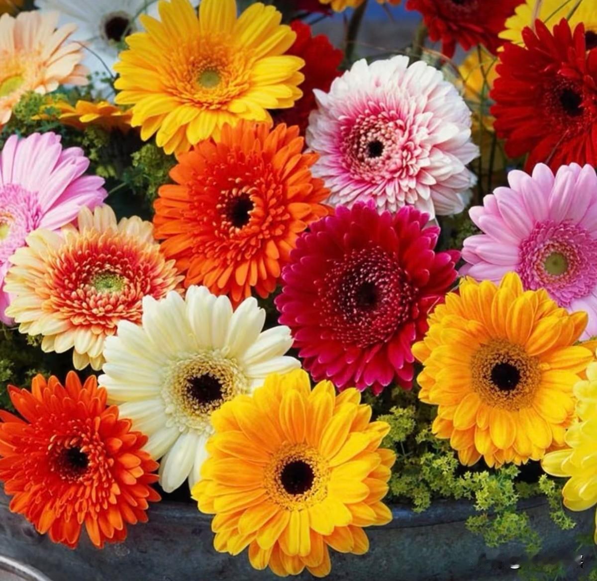 看到手机里秋日的菊花，才更深刻理解那句“不是花中偏爱菊，此花开尽更无花。”感受着