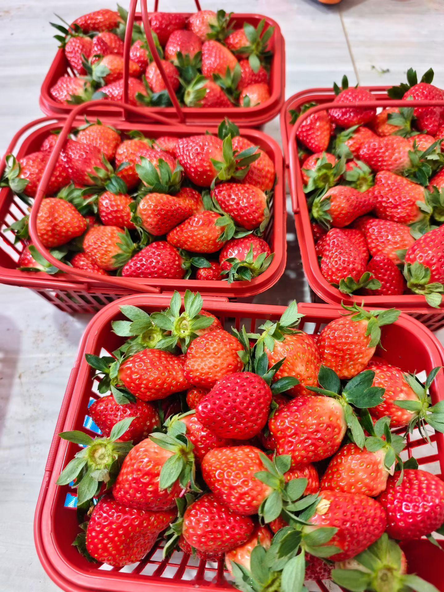 草莓现在才少量上市，那我们之前吃的都是啥