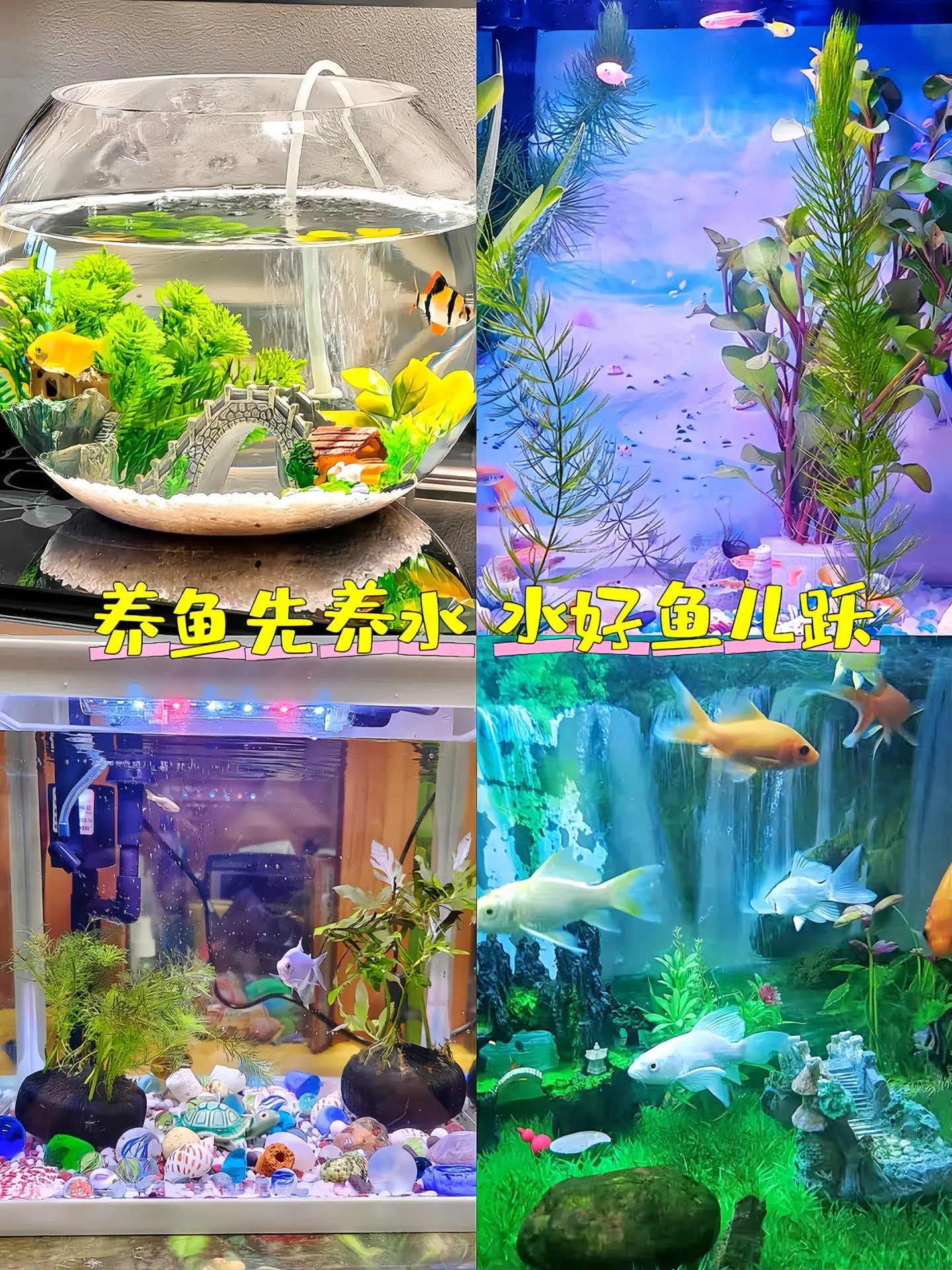 哥哥们，免困水的鱼乐宝，是你养鱼路上，最忠实的伙伴，自来水养鱼的朋友们...
