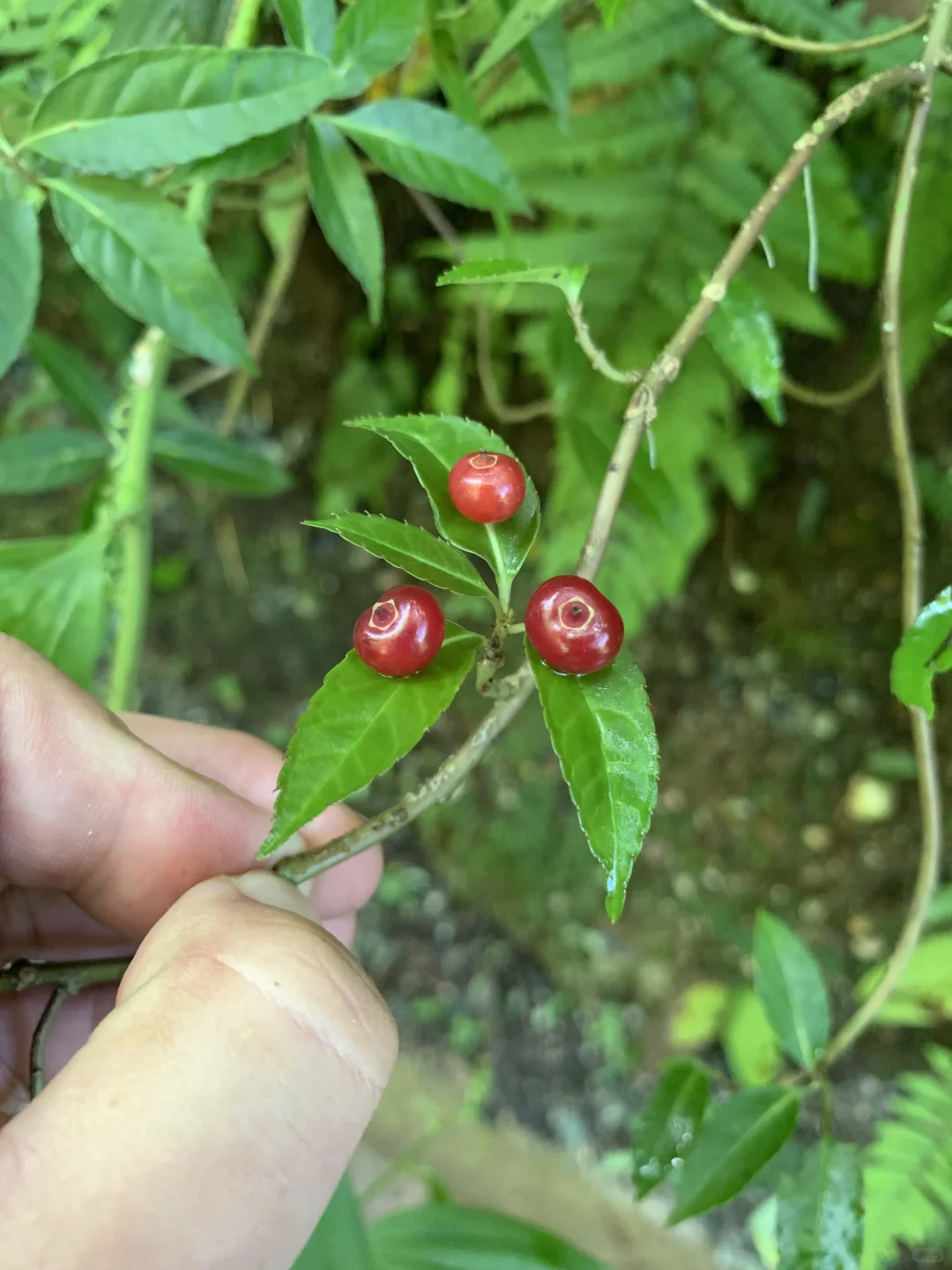 青城山神奇植物之叶上珠