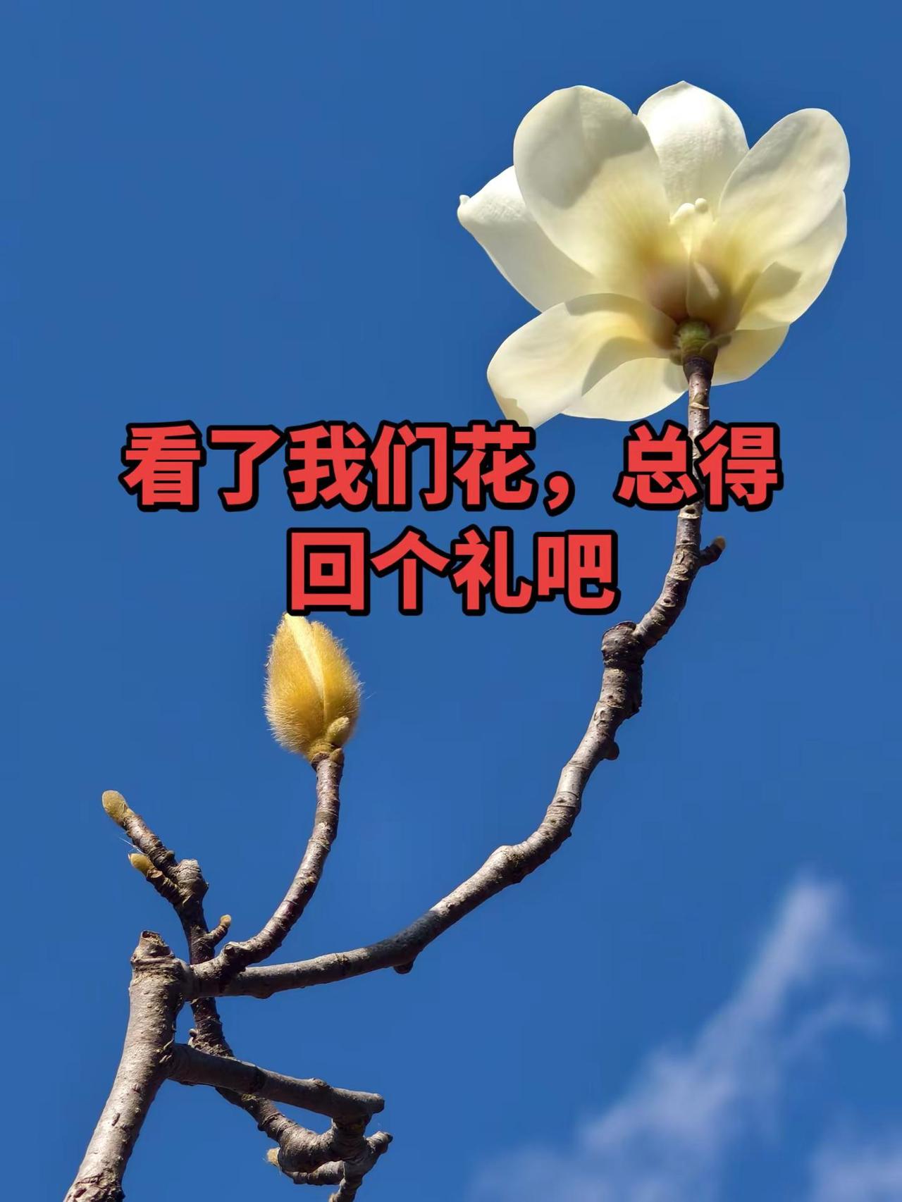 你说花开的时候来看我，怎么还不来呢。@盘州市植保协会，家稳农资----杨家稳 @